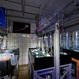 Quallen-Aquarien in einem gekachelten Raum mit vielen Schläuchen und Leuchtröhren