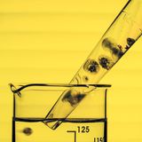 Quallen-Babys werden mit einer Pipette in einen Glaskolben überführt