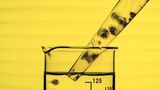 Quallen-Babys werden mit einer Pipette in einen Glaskolben überführt