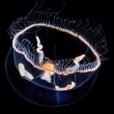 Eine der kleinsten Quallen: weiß-gelbliche Eutonina-Meduse schwebt kopfüber im Wasser vor schwarzem Hintergrund