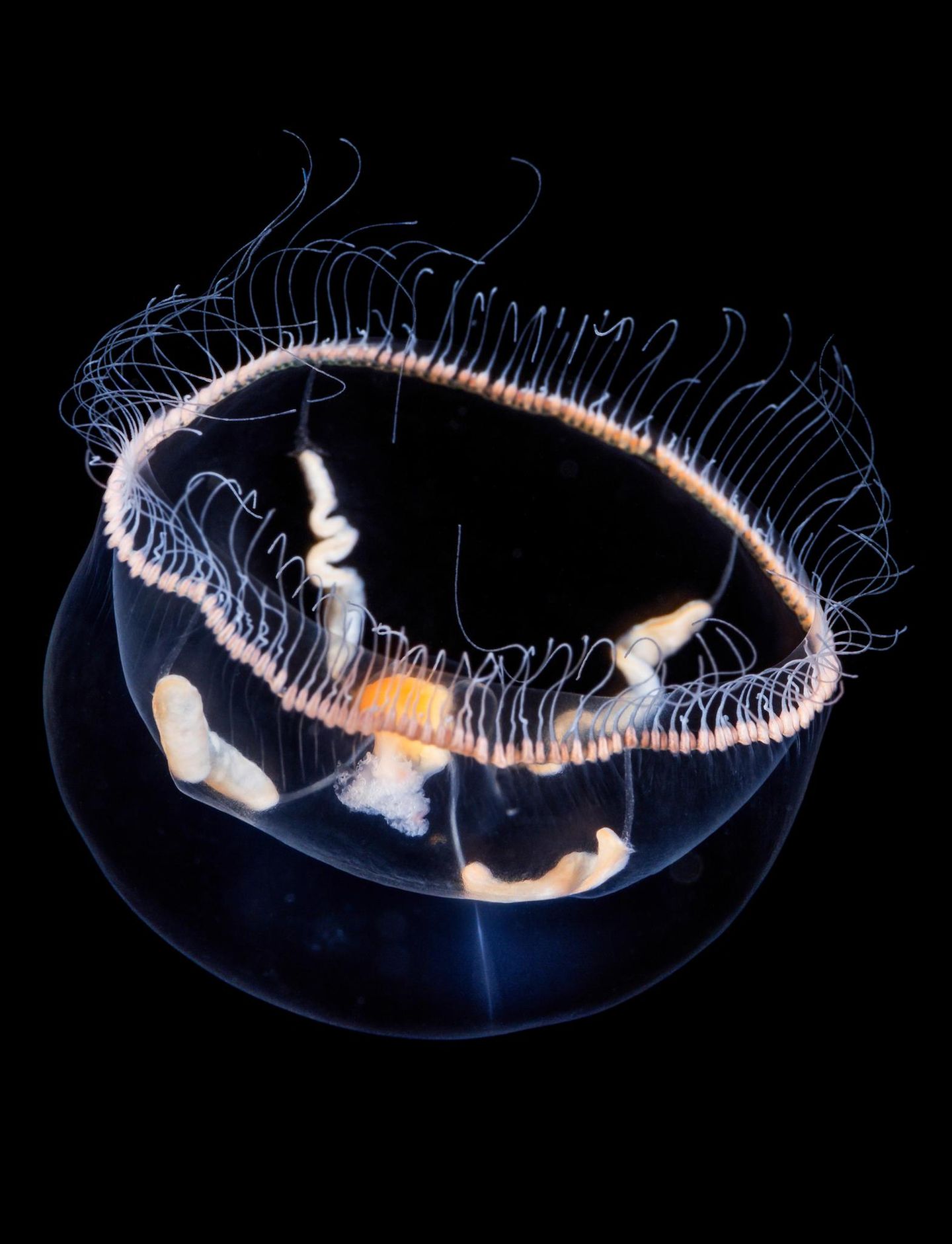 Eine der kleinsten Quallen: weiß-gelbliche Eutonina-Meduse schwebt kopfüber im Wasser vor schwarzem Hintergrund