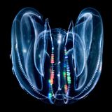 Eine der ungewöhnlichsten Quallen: eine herzförmige Meerwalnuss mit lichtbrechenden bunten Rippen vor schwarzem Hintergrund