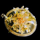 Quallen: Gelbe Mangrovenqalle, auf dem Schirm liegend mit den Tentakeln nach oben vor schwarzem Hintergrund