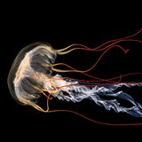 Quallen: eine Pazifische Kompassqualle mit zarten rotbraunen Tentakeln und weißlich-gelbem Schirn vor schwarzem Hintergrund