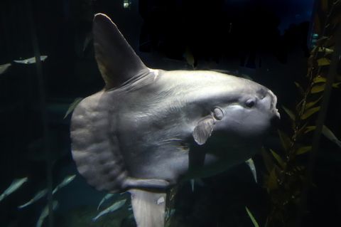 Als der Mondfisch einst im Aquarium in Japan ankam, wog er noch stolze 28 Kilo (Symbolbild)