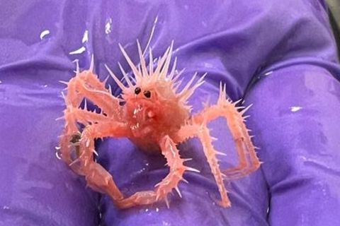 Baby Krabbe