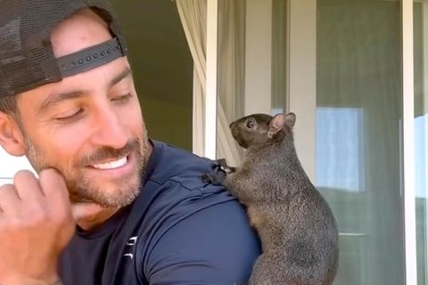 Instagram-Eichhörnchen Peanut mit seinem Besitzer Mark Longo