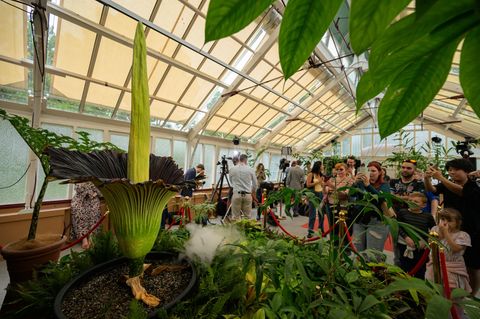 Besucher des Botanischen Gartens in Sydney knipsen Fotos der Titanwurz "Putricia"