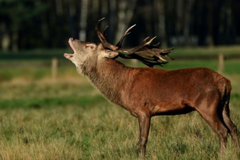 Hirsch auf Feld