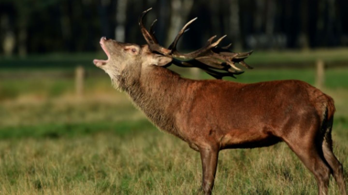 Hirsch auf Feld