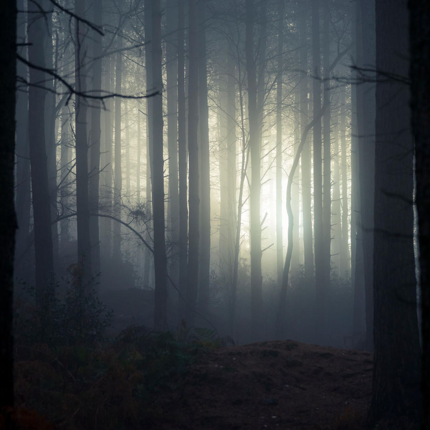 Dunkler Wald mit Nebel