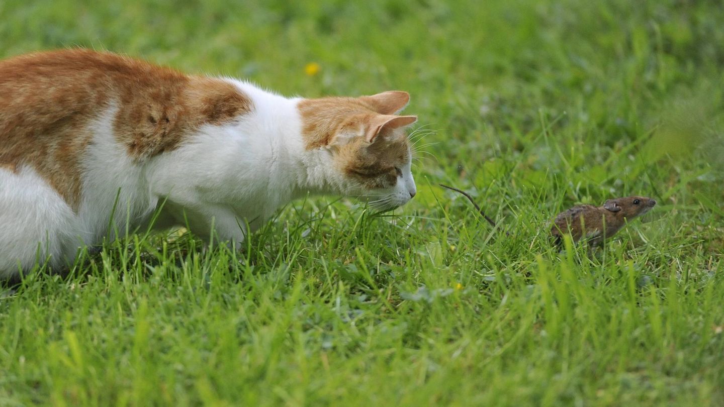 Katze Und Maus Günter Grass