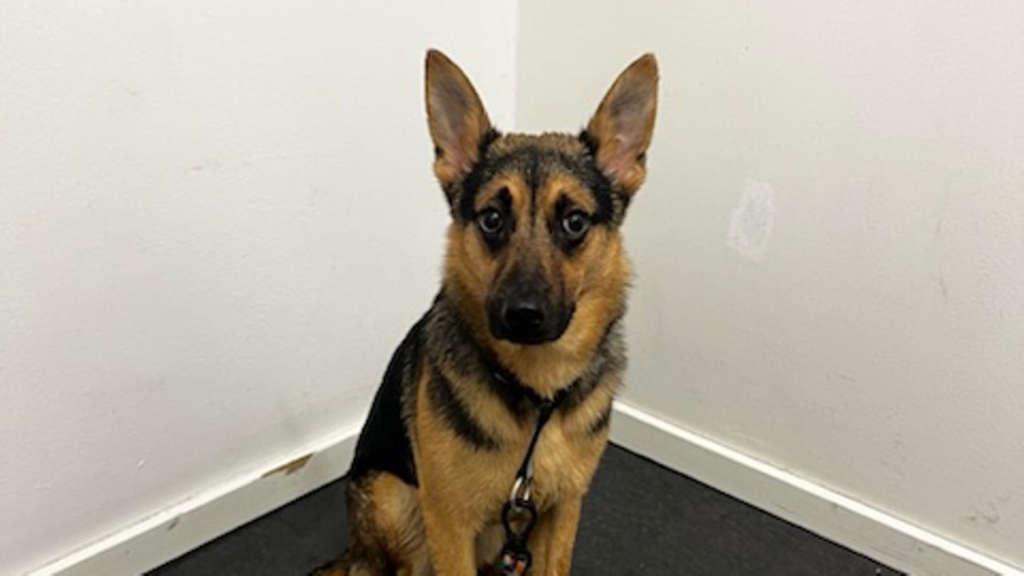 Dieser Hund war in Hannover an einen Baum gebunden
