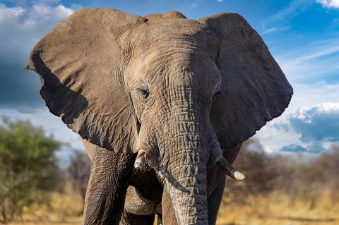 Ein Elefant im Krüger-Nationalpark (Symbolfoto)