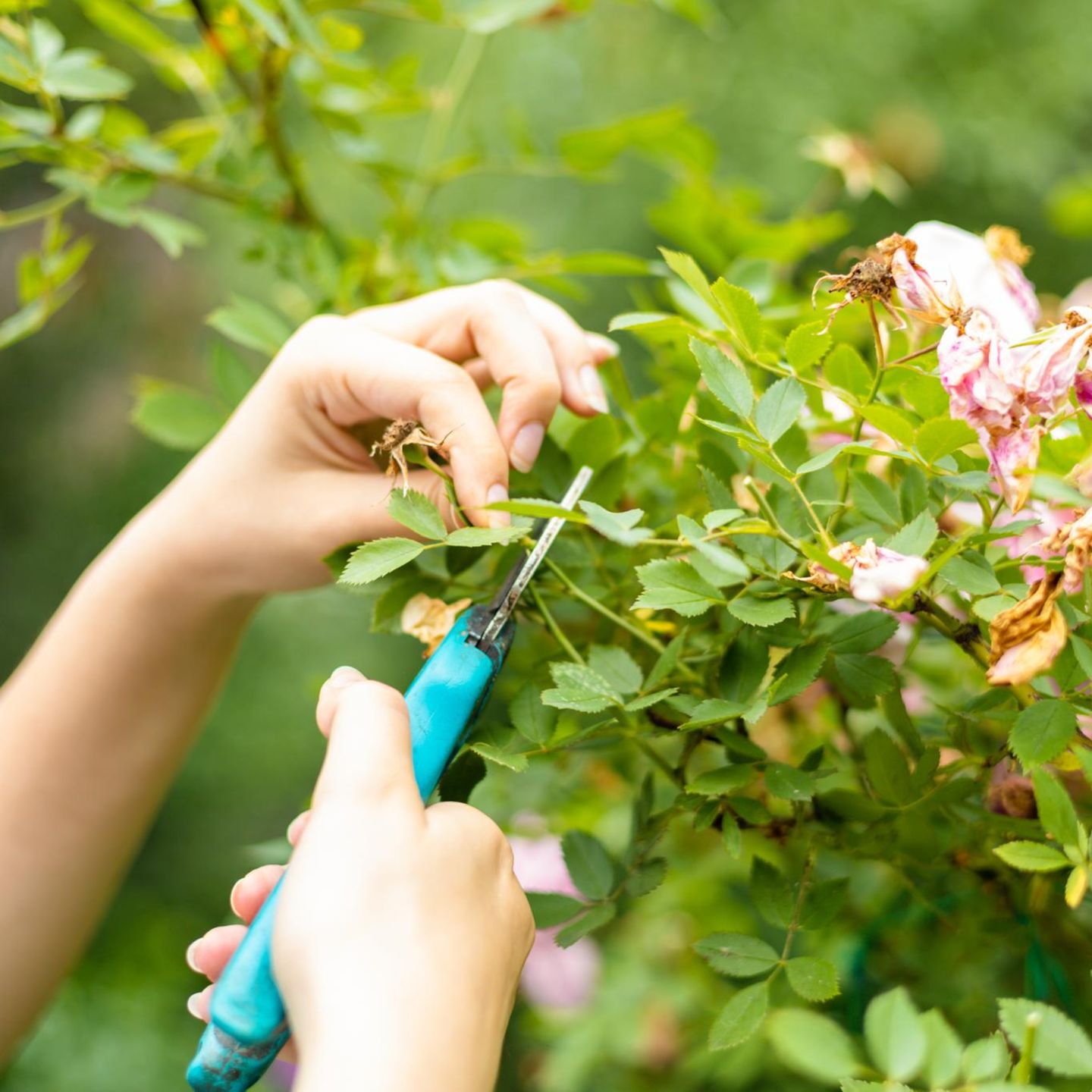 Ein Erwachsener mit einer Gartenschere