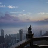 Buchvorstellung: Hongkong von Palani Mohan / Mareverlag