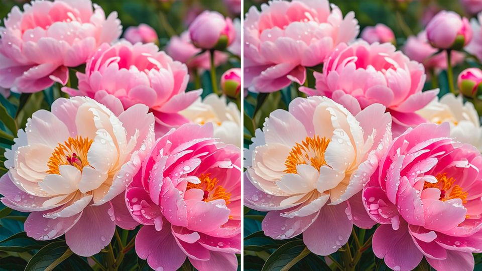 Suchbild Pfingstrosen: Finden Sie die Fehler auf den beiden Blumen-Bildern?