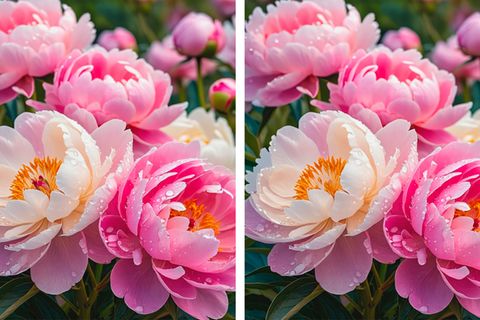 Suchbild Pfingstrosen: Finden Sie die Fehler auf den beiden Blumen-Bildern?