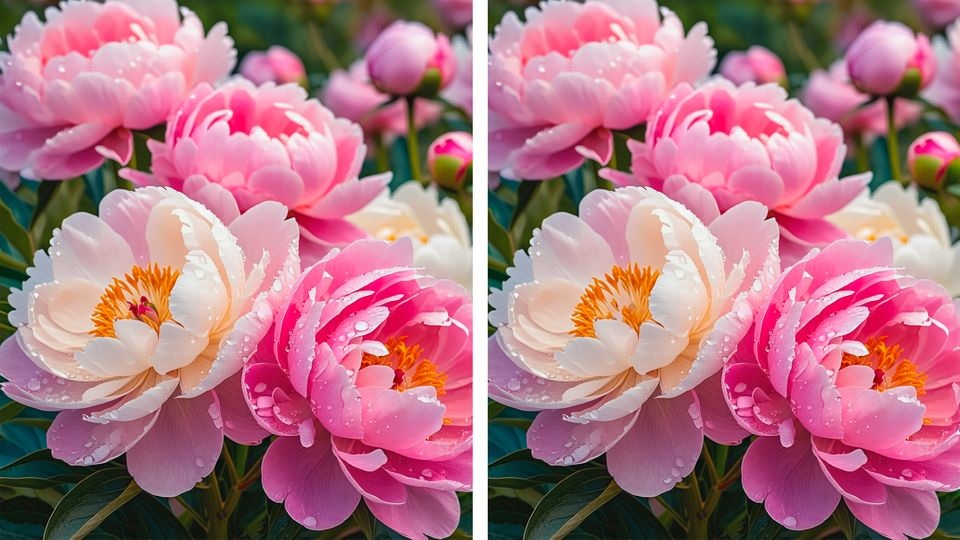 Augentest Suchbild Pfingstrosen: Finden Sie die Fehler auf den beiden Blumen-Bildern?