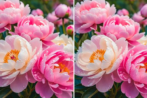 Suchbild Pfingstrosen: Finden Sie die Fehler auf den beiden Blumen-Bildern?