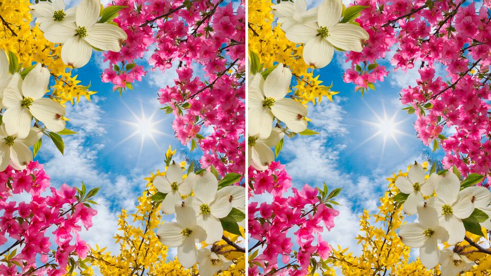 Zwei blumige Bilder unterscheiden sich in nur drei Details. Können Sie sie finden?