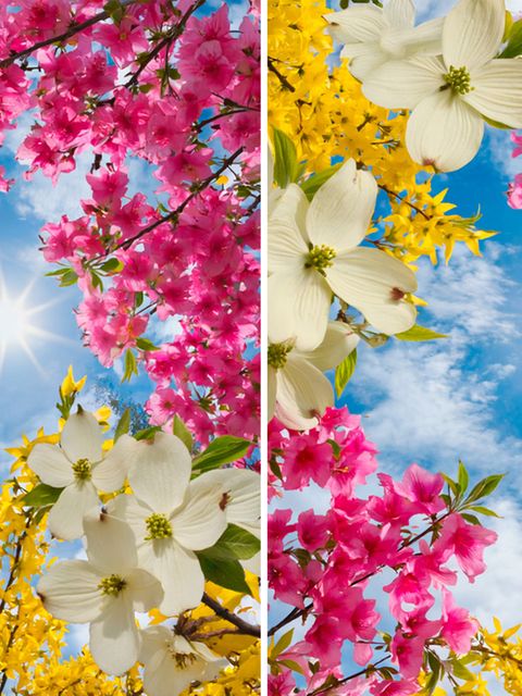 Zwei blumige Bilder unterscheiden sich in nur drei Details. Können Sie sie finden?