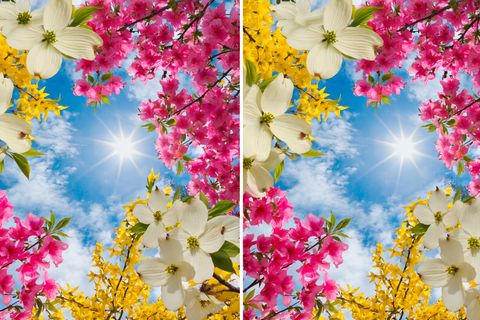 Zwei blumige Bilder unterscheiden sich in nur drei Details. Können Sie sie finden?