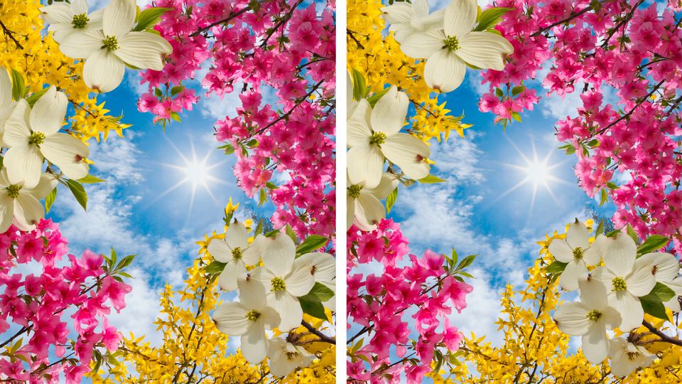 Zwei blumige Bilder unterscheiden sich in nur drei Details. Können Sie sie finden?