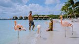 Das ist wirklich ein Traumziel: Am weißen Strand einer karibischen Privatinsel entspannen, das türkisfarbene Wasser umspült die Füße, und dann spaziert eine Gruppe Flamingos vorbei. Ganz ohne Eile und offensichtlich ohne Angst vor Menschen. Die wunderschönen Vögel in Ruhe beobachten, fotografieren, alles kein Problem. Und vormittags darf man sie sogar füttern! Dieses besondere Erlebnis kann haben, wer die Karibikinsel Aruba besucht und dort entweder im "Renaissance Wind Creek Aruba Resort" übernachtet – für, leider, recht horrende Preise – oder aber (etwa hier online) einen Tagespass für die Privatinsel Renaissance Island erwirbt. Der ist mit ca. 130 Euro zwar auch nicht billig, aber für ein einmaliges Erlebnis vielleicht verschmerzbar. Immerhin bekommt man dafür nicht nur die hautnahe Begegnung mit den lachsrosa Langbeinen, sondern auch einen ganzen Tag auf einer der idyllischsten Karibikinseln. Die Bootsfahrt zur Insel und zurück nach Oranjestad, sowie ein Verzehrgutschein für das Insel-Restaurant, sind im Preis enthalten. Zu beachten ist, dass Tagespässe für Renaissance Island nur verkauft werden, wenn nicht alle verfügbaren Plätze bereits von Hotelgästen beansprucht wurden