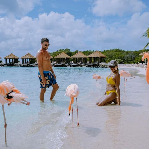 Das ist wirklich ein Traumziel: Am weißen Strand einer karibischen Privatinsel entspannen, das türkisfarbene Wasser umspült die Füße, und dann spaziert eine Gruppe Flamingos vorbei. Ganz ohne Eile und offensichtlich ohne Angst vor Menschen. Die wunderschönen Vögel in Ruhe beobachten, fotografieren, alles kein Problem. Und vormittags darf man sie sogar füttern! Dieses besondere Erlebnis kann haben, wer die Karibikinsel Aruba besucht und dort entweder im "Renaissance Wind Creek Aruba Resort" übernachtet – für, leider, recht horrende Preise – oder aber (etwa hier online) einen Tagespass für die Privatinsel Renaissance Island erwirbt. Der ist mit ca. 130 Euro zwar auch nicht billig, aber für ein einmaliges Erlebnis vielleicht verschmerzbar. Immerhin bekommt man dafür nicht nur die hautnahe Begegnung mit den lachsrosa Langbeinen, sondern auch einen ganzen Tag auf einer der idyllischsten Karibikinseln. Die Bootsfahrt zur Insel und zurück nach Oranjestad, sowie ein Verzehrgutschein für das Insel-Restaurant, sind im Preis enthalten. Zu beachten ist, dass Tagespässe für Renaissance Island nur verkauft werden, wenn nicht alle verfügbaren Plätze bereits von Hotelgästen beansprucht wurden