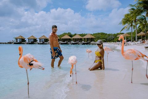 Das ist wirklich ein Traumziel: Am weißen Strand einer karibischen Privatinsel entspannen, das türkisfarbene Wasser umspült die Füße, und dann spaziert eine Gruppe Flamingos vorbei. Ganz ohne Eile und offensichtlich ohne Angst vor Menschen. Die wunderschönen Vögel in Ruhe beobachten, fotografieren, alles kein Problem. Und vormittags darf man sie sogar füttern! Dieses besondere Erlebnis kann haben, wer die Karibikinsel Aruba besucht und dort entweder im "Renaissance Wind Creek Aruba Resort" übernachtet – für, leider, recht horrende Preise – oder aber (etwa hier online) einen Tagespass für die Privatinsel Renaissance Island erwirbt. Der ist mit ca. 130 Euro zwar auch nicht billig, aber für ein einmaliges Erlebnis vielleicht verschmerzbar. Immerhin bekommt man dafür nicht nur die hautnahe Begegnung mit den lachsrosa Langbeinen, sondern auch einen ganzen Tag auf einer der idyllischsten Karibikinseln. Die Bootsfahrt zur Insel und zurück nach Oranjestad, sowie ein Verzehrgutschein für das Insel-Restaurant, sind im Preis enthalten. Zu beachten ist, dass Tagespässe für Renaissance Island nur verkauft werden, wenn nicht alle verfügbaren Plätze bereits von Hotelgästen beansprucht wurden
