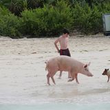 Auf die Bahamas fliegen, um Schweine zu sehen? Wer das seinem Nachbarn erzählt, muss wohl damit rechnen, einen Vogel gezeigt zu bekommen. Dennoch träumen viele Menschen weltweit genau davon: Auf der unbewohnten Insel Big Major Cay gibt es zahlreiche verwilderte Schweine, die sich an das Leben in den Tropen gewöhnt haben und sogar Spaß daran finden, im Meer zu schwimmen. Viele Touristen wollen das nicht nur sehen, sondern mit ihnen im warmen Wasser plantschen – die schwimmenden Schweine sind ein echter Hit geworden. Zudem freuen sie sich über das Futter, das die Touristenboote regelmäßig mitbringen. Zum sogenannten "Pig Beach" auf Big Major Cay kommt man am besten mit einer der zahlreichen Bootstouren von der Bahamas-Insel Great Exuma. Preise liegen meist zwischen 200 und 300 Euro für Tagestrips