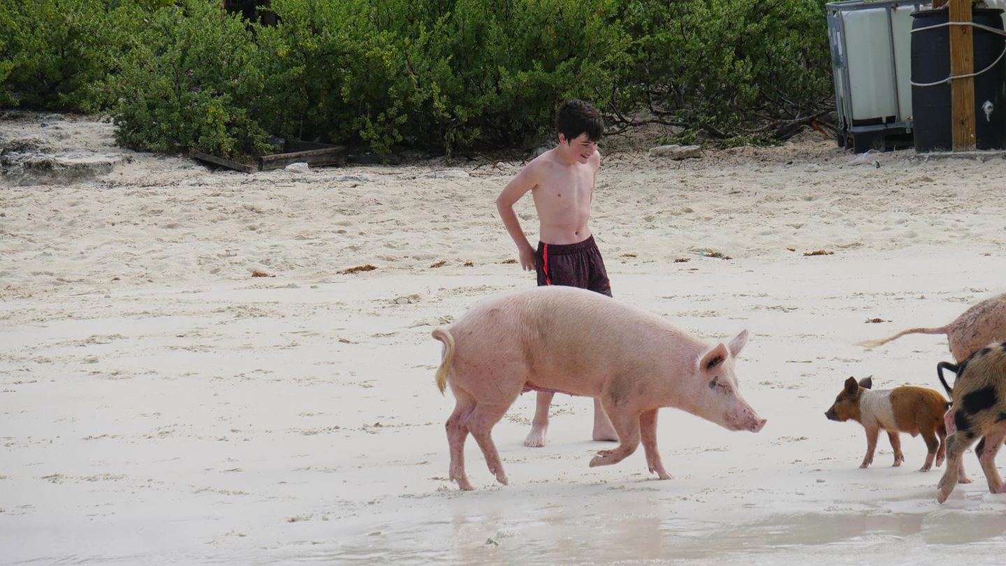 Auf die Bahamas fliegen, um Schweine zu sehen? Wer das seinem Nachbarn erzählt, muss wohl damit rechnen, einen Vogel gezeigt zu bekommen. Dennoch träumen viele Menschen weltweit genau davon: Auf der unbewohnten Insel Big Major Cay gibt es zahlreiche verwilderte Schweine, die sich an das Leben in den Tropen gewöhnt haben und sogar Spaß daran finden, im Meer zu schwimmen. Viele Touristen wollen das nicht nur sehen, sondern mit ihnen im warmen Wasser plantschen – die schwimmenden Schweine sind ein echter Hit geworden. Zudem freuen sie sich über das Futter, das die Touristenboote regelmäßig mitbringen. Zum sogenannten "Pig Beach" auf Big Major Cay kommt man am besten mit einer der zahlreichen Bootstouren von der Bahamas-Insel Great Exuma. Preise liegen meist zwischen 200 und 300 Euro für Tagestrips