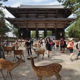 Die japanische Stadt Nara wäre so oder so einen Besuch wert: Die Unesco-Weltkulturerbestätte war die erste echte Hauptstadt des Landes, noch vor Kyoto und Tokio. Hier zu sehen sind etwa das älteste Holzgebäude der Welt und die historisch bedeutsamen, beeindruckenden Tempel Todaiji (mit einer 15 Meter großen Buddha-Statue), Kofukuji und Yakushiji. Der historische Bezirk ist von einem idyllischen Park umgeben. Und sowohl dieser als auch die Umgebung der Tempel wird nicht nur von Touristen durchstreift, sondern auch von vielen niedlichen Sika-Hirschen, die hier als glücksbringend betrachtet und deshalb gern geduldet werden. An jeder Ecke findet sich ein kleiner Stand, an dem für umgerechnet etwa einen Euro "Hirsch-Kekse" verkauft werden – Snacks, die für die Tiere geeignet sind und gern von ihnen gefressen werden. Die Japaner und die Hirsche haben über die Jahrhunderte ein Ritual ausgemacht: Bevor der Keks übergeben wird, muss das Tier dreimal den Kopf beugen. Die meisten der Sika-Hirsche wissen das und befolgen die Regel höflich. Nur an den Außengrenzen des Parks setzen die frecheren Exemplare darauf, dass die Touristen, die frisch vom Bahnhof hier ankommen, noch nicht von einem freundlichen Japaner über dieses Ritual informiert wurden. Nara ist von Kyoto aus unkompliziert mit dem Zug zu erreichen. Man sollte hier einen ganzen Tag verbringen