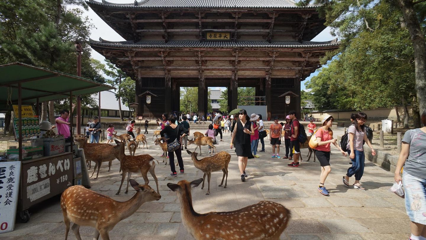 Die japanische Stadt Nara wäre so oder so einen Besuch wert: Die Unesco-Weltkulturerbestätte war die erste echte Hauptstadt des Landes, noch vor Kyoto und Tokio. Hier zu sehen sind etwa das älteste Holzgebäude der Welt und die historisch bedeutsamen, beeindruckenden Tempel Todaiji (mit einer 15 Meter großen Buddha-Statue), Kofukuji und Yakushiji. Der historische Bezirk ist von einem idyllischen Park umgeben. Und sowohl dieser als auch die Umgebung der Tempel wird nicht nur von Touristen durchstreift, sondern auch von vielen niedlichen Sika-Hirschen, die hier als glücksbringend betrachtet und deshalb gern geduldet werden. An jeder Ecke findet sich ein kleiner Stand, an dem für umgerechnet etwa einen Euro "Hirsch-Kekse" verkauft werden – Snacks, die für die Tiere geeignet sind und gern von ihnen gefressen werden. Die Japaner und die Hirsche haben über die Jahrhunderte ein Ritual ausgemacht: Bevor der Keks übergeben wird, muss das Tier dreimal den Kopf beugen. Die meisten der Sika-Hirsche wissen das und befolgen die Regel höflich. Nur an den Außengrenzen des Parks setzen die frecheren Exemplare darauf, dass die Touristen, die frisch vom Bahnhof hier ankommen, noch nicht von einem freundlichen Japaner über dieses Ritual informiert wurden. Nara ist von Kyoto aus unkompliziert mit dem Zug zu erreichen. Man sollte hier einen ganzen Tag verbringen