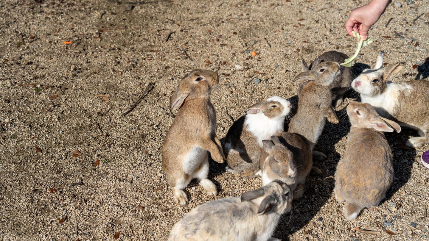 Kaninchen auf Okunoshima, Japan Eine Insel voller wilder, aber zutraulicher Kaninchen? In Japan gibt es die. Das kleine Eiland Okunoshima wird heutzutage nur noch von rund 20 Menschen bewohnt und dient hauptsächlich als Touristenziel, doch es hat eine dunkle Geschichte. Bis 1945 produzierte das Militär hier Giftgas, nach Ende des Zweiten Weltkrieges wurden alle militärischen Anlagen gesprengt. Bis heute heißt es oft, dass die unzähligen Kaninchen der kleinen Insel auf Versuchstiere der einstigen Labore zurückgehen – bewiesen ist das aber nicht. Vielleicht handelt es sich auch um einen natürlichen Effekt, da es auf Okunoshima keine Fressfeinde für die Langohren gibt – und auch die Menschen sie nicht bejagen. Ganz im Gegenteil: Inzwischen bringen Touristen den Tieren oft leckeres Grünzeug mit, weshalb die wild lebenden Tiere nahezu handzahm sind. Wer die Insel und ihre flauschigen Bewohner besuchen will, erreicht sie mit der Fähre der "JR Kure-Line" von Tadanoumi (nahe Hiroshima) aus