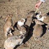 Eine Insel voller wilder, aber zutraulicher Kaninchen? In Japan gibt es die. Das kleine Eiland Okunoshima wird heutzutage nur noch von rund 20 Menschen bewohnt und dient hauptsächlich als Touristenziel, doch es hat eine dunkle Geschichte. Bis 1945 produzierte das Militär hier Giftgas, nach Ende des Zweiten Weltkrieges wurden alle militärischen Anlagen gesprengt. Bis heute heißt es oft, dass die unzähligen Kaninchen der kleinen Insel auf Versuchstiere der einstigen Labore zurückgehen – bewiesen ist das aber nicht. Vielleicht handelt es sich auch um einen natürlichen Effekt, da es auf Okunoshima keine Fressfeinde für die Langohren gibt – und auch die Menschen sie nicht bejagen. Ganz im Gegenteil: Inzwischen bringen Touristen den Tieren oft leckeres Grünzeug mit, weshalb die wild lebenden Tiere nahezu handzahm sind. Wer die Insel und ihre flauschigen Bewohner besuchen will, erreicht sie mit der Fähre der "JR Kure-Line" von Tadanoumi (nahe Hiroshima) aus