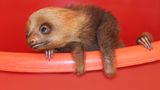 Ganz bedächtig strecken sie die Ärmchen und blinzeln mit den schläfrigen Augen: Faultiere sind einfach die entspanntesten Vertreter der mittel- und südamerikanischen Fauna. Die gemächlichen Tiere haben viele Fans – man erinnere sich an den Moment, als Hollywood-Star Kristen Bell im Jahr 2012 wegen eines Exemplars in Ellen DeGeneres' Talkshow in Tränen ausbrach. In freier Wildbahn kann man den Tieren mit etwas Glück begegnen – vor allem in Costa Rica. Wer ihnen jedoch wirklich nahe kommen will, kann eine Auffangstation wie das "Sloth Sanctuary La Fortuna" besuchen. Es ist im Norden des Landes in Javillos, nahe Florencia, gelegen. Touren dauern etwa anderthalb Stunden und kosten rund 30 Euro für Erwachsene. Hier werden verwaiste oder verletzte Faultiere aufgenommen und gesund gepflegt, um wieder in die Freiheit entlassen zu werden, wenn das möglich ist. In Costa Rica gibt es mehrere solcher Faultier-Zentren, vor dem Besuch empfiehlt sich aber eine gründliche Internet-Recherche, da die Standards recht unterschiedlich sein können