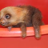 Ganz bedächtig strecken sie die Ärmchen und blinzeln mit den schläfrigen Augen: Faultiere sind einfach die entspanntesten Vertreter der mittel- und südamerikanischen Fauna. Die gemächlichen Tiere haben viele Fans – man erinnere sich an den Moment, als Hollywood-Star Kristen Bell im Jahr 2012 wegen eines Exemplars in Ellen DeGeneres' Talkshow in Tränen ausbrach. In freier Wildbahn kann man den Tieren mit etwas Glück begegnen – vor allem in Costa Rica. Wer ihnen jedoch wirklich nahe kommen will, kann eine Auffangstation wie das "Sloth Sanctuary La Fortuna" besuchen. Es ist im Norden des Landes in Javillos, nahe Florencia, gelegen. Touren dauern etwa anderthalb Stunden und kosten rund 30 Euro für Erwachsene. Hier werden verwaiste oder verletzte Faultiere aufgenommen und gesund gepflegt, um wieder in die Freiheit entlassen zu werden, wenn das möglich ist. In Costa Rica gibt es mehrere solcher Faultier-Zentren, vor dem Besuch empfiehlt sich aber eine gründliche Internet-Recherche, da die Standards recht unterschiedlich sein können