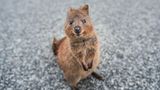 Wie kann man ein Quokka sehen und nicht direkt gute Laune bekommen? Die freundlichen Beuteltiere waren eine Weile ein echter Internet-Hype, praktischerweise sind sie in der Regel nicht scheu und sogar für ein Selfie mit Touristen zu haben. Der Nachteil: Sie leben ungefähr so weit von Deutschland entfernt, wie nur möglich ist. Ihr Territorium ist die Insel Rottnest Island vor der Ostküste Australiens. Hier wird gut auf die niedlichen Tiere geachtet, zudem gibt es auf der Insel weder Autos noch natürliche Feinde für die Quokkas. Besucher haben noch immer die Möglichkeit, ihnen ganz nahe zu kommen. Nur füttern sollte man sie nicht, da die Beuteltiere ausschließlich spezielle Pflanzen vertragen. Rottnest Island verdankt den gut gelaunten Tieren übrigens sogar – über Umwege, sozusagen – seinen Namen: Der Niederländer Willem De Vlamingh, der die Insel entdeckte, hielt die Quokkas für große Ratten. Er taufte sie deshalb "Rattennest-Insel". Touristen erreichen sie heute am Besten mit der Fähre von Perth aus, die Fahrt dauert nur etwa 30 Minuten