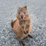 Wie kann man ein Quokka sehen und nicht direkt gute Laune bekommen? Die freundlichen Beuteltiere waren eine Weile ein echter Internet-Hype, praktischerweise sind sie in der Regel nicht scheu und sogar für ein Selfie mit Touristen zu haben. Der Nachteil: Sie leben ungefähr so weit von Deutschland entfernt, wie nur möglich ist. Ihr Territorium ist die Insel Rottnest Island vor der Ostküste Australiens. Hier wird gut auf die niedlichen Tiere geachtet, zudem gibt es auf der Insel weder Autos noch natürliche Feinde für die Quokkas. Besucher haben noch immer die Möglichkeit, ihnen ganz nahe zu kommen. Nur füttern sollte man sie nicht, da die Beuteltiere ausschließlich spezielle Pflanzen vertragen. Rottnest Island verdankt den gut gelaunten Tieren übrigens sogar – über Umwege, sozusagen – seinen Namen: Der Niederländer Willem De Vlamingh, der die Insel entdeckte, hielt die Quokkas für große Ratten. Er taufte sie deshalb "Rattennest-Insel". Touristen erreichen sie heute am Besten mit der Fähre von Perth aus, die Fahrt dauert nur etwa 30 Minuten