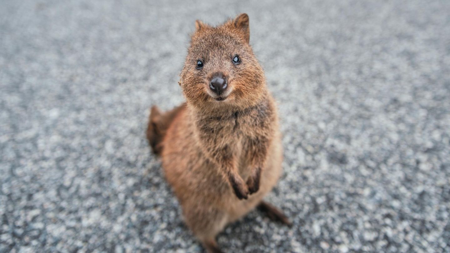 Wie kann man ein Quokka sehen und nicht direkt gute Laune bekommen? Die freundlichen Beuteltiere waren eine Weile ein echter Internet-Hype, praktischerweise sind sie in der Regel nicht scheu und sogar für ein Selfie mit Touristen zu haben. Der Nachteil: Sie leben ungefähr so weit von Deutschland entfernt, wie nur möglich ist. Ihr Territorium ist die Insel Rottnest Island vor der Ostküste Australiens. Hier wird gut auf die niedlichen Tiere geachtet, zudem gibt es auf der Insel weder Autos noch natürliche Feinde für die Quokkas. Besucher haben noch immer die Möglichkeit, ihnen ganz nahe zu kommen. Nur füttern sollte man sie nicht, da die Beuteltiere ausschließlich spezielle Pflanzen vertragen. Rottnest Island verdankt den gut gelaunten Tieren übrigens sogar – über Umwege, sozusagen – seinen Namen: Der Niederländer Willem De Vlamingh, der die Insel entdeckte, hielt die Quokkas für große Ratten. Er taufte sie deshalb "Rattennest-Insel". Touristen erreichen sie heute am Besten mit der Fähre von Perth aus, die Fahrt dauert nur etwa 30 Minuten