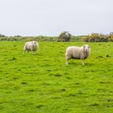 Gut, das Konzept einer Streichelwiese ist nicht neu. Das sogenannte "Fairy Fort" im Südosten Irlands ist aber ein besonderer, kleiner Flecken Glückseligkeit. Gelegen auf der idyllischen Halbinsel Dingle ist es umgeben von zahlreichen anderen lohnenswerten Zielen – etwa den bronzezeitlichen Bienenkorb-Steinhütten von Fahan, dem prähistorischen Fort Dún Beag oder der beeindruckenden Felskirche Gallarus Oratory. Das "Fairy Fort" selbst ist ebenfalls ein jahrtausendealtes Ringfort, von dem man heute "nur" noch den umgebenden Erdwall sieht. Dieser kann beim Besuch betreten werden. Was den Ort jedoch doppelt besuchenswert macht: Das Land wird heute als Weidefläche für eine ganze Reihe zutraulicher Tiere genutzt, die sich von Besuchern gern streicheln und füttern lassen. Schafe, Ponys, Esel, Ziegen, Kühe und sogar einige Alpakas finden sich hier. Am Eingang bekommt man eine Tüte mit Tierfutter überreicht, die im günstigen Eintrittspreis von etwa drei Euro enthalten ist. Viel mehr als eine gute Stunde verbringt man hier vermutlich nicht, aber die verbrachte Zeit fühlt sich nicht nur für Familien mit Kindern ein bisschen magisch an
