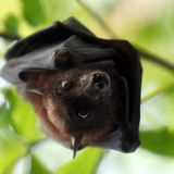 Da werden selbst Menschen schwach, die mit gewöhnlichen Fledermäusen so gar nichts anfangen können: Flughunde mit ihren kleinen Teddy-Gesichtern sind einfach wirklich putzig. Auf Mauritius gibt es – glücklicherweise – noch recht viele von ihnen, obwohl sie nicht immer mit den Bewohnern der Insel auf bestem Fuß standen. Flughunde lieben nämlich süße Früchte, die professionelle Obstbauern jedoch nur ungern abgeben wollen. Aus demselben Grund wurden auch Affen dort lange intensiv bejagt. Wer heute Urlaub auf der wunderschönen Insel im Indischen Ozean macht, kann selbst tagsüber manchmal zusehen, wie eine schwarze, Batman-förmige Silhouette, groß wie eine stattliche Möwe, über den strahlend blauen Himmel gleitet, während man selbst entspannt im Pool oder im warmen Meer treibt. Ein interessanter Kontrast. Glück hat, wer eine Unterkunft in der Nähe eines "Schlafbaums" findet. Hier hängen die Tiere tagsüber wie Weintrauben an den Ästen und fliegen in der Morgen- und Abenddämmerung in großer Zahl umher, was wirklich beeindruckend aussieht