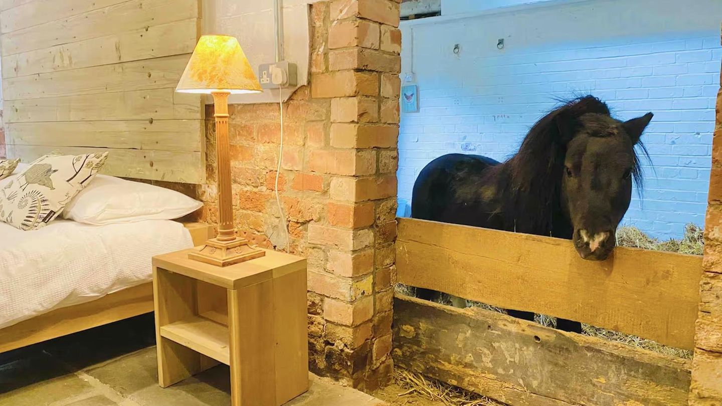 Eine geniale Idee – und doch so simpel! Im britischen Thurgarton, nahe dem berühmten Sherwood Forest, bieten die ausgemachte Tierfreundin Brittany und ihre Familie eine "Übernachtung mit Mini-Pferd Basil" an. Basil ist ein freundlicher Shetland-Hengst, der tagsüber mit seinen Pferdefreunden auf der Weide herumtollt und nachts in seinem geräumigen Stall schläft – mit großem Fenster zum gemütlich eingerichteten Gästezimmer. Hier freut er sich über Streicheleinheiten und Snacks. Das Zimmer kann über Airbnb gebucht werden, Brittany macht aber ausdrücklich darauf aufmerksam, dass es unter den gegebenen Umständen natürlich etwas nach Pferd riechen kann und nachts vielleicht nicht komplett still ist, wenn Basil nebenan rumort. Auf dem schönen Landgut gibt es außerdem noch zahlreiche andere Tiere – alle werden rein als Haustiere gehalten, nicht als Nutztiere. Zu sehen sind Highland-Kühe, Schafe, Schweine, Katzen und weitere Pferde – auch deutlich größere als Basil! Da das kleine Pony mit dem großen Charakter inzwischen fast eine kleine Berühmtheit ist, sollte man einen Übernachtungsbesuch bei ihm mit längerer Vorlaufzeit planen – das Zimmer ist oft schon für mehrere Monate ausgebucht