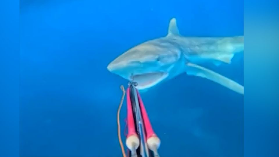 Taucher wehrt Haiangriff mit Harpune ab (Video) Taucher wehrt Haiangriff mit Harpune ab (Video)