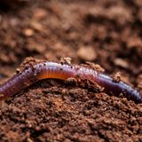 Regenwurm auf Erdhaufen