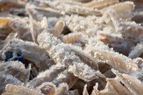 Naturschauspiel auf Norderney : Als unzählige Meerestiere zu Eis erstarrten