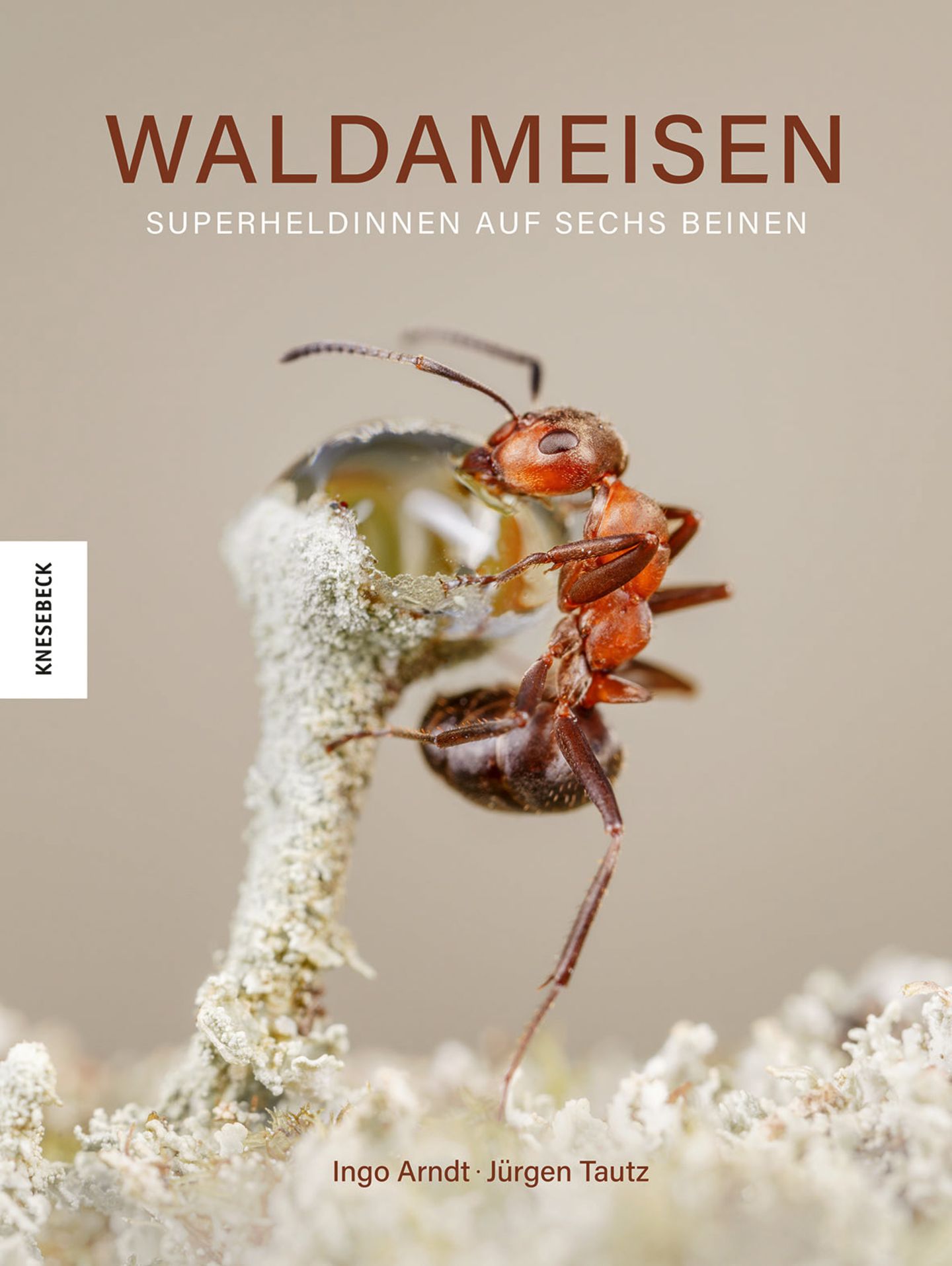 Cover zu Waldameisen - Superheldinnen auf sechs Beinen, Knesebeck Verlag