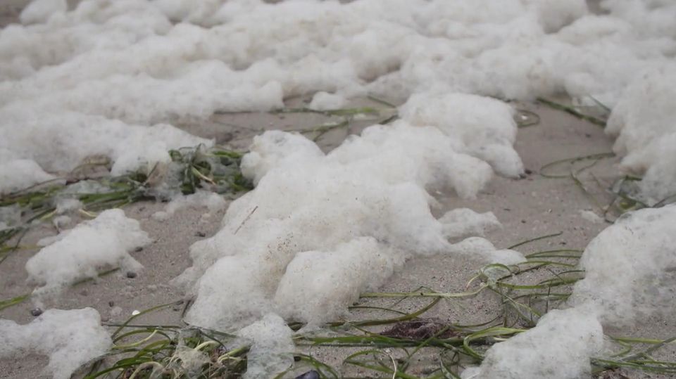 Ost- und Nordsee: Greenpeace entdeckt giftige Chemikalien in Meerschaum Greenpeace entdeckt giftige Chemikalien in Konzentrationsmengen weit über dänischen Grenzwerten. Deutschland hat bis jetzt jedoch keinerlei Grenzwerte festgelegt.